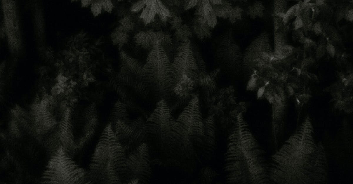 Final Fantasy XIII Paradigm shifts - Grayscale Photo of Pine Tree