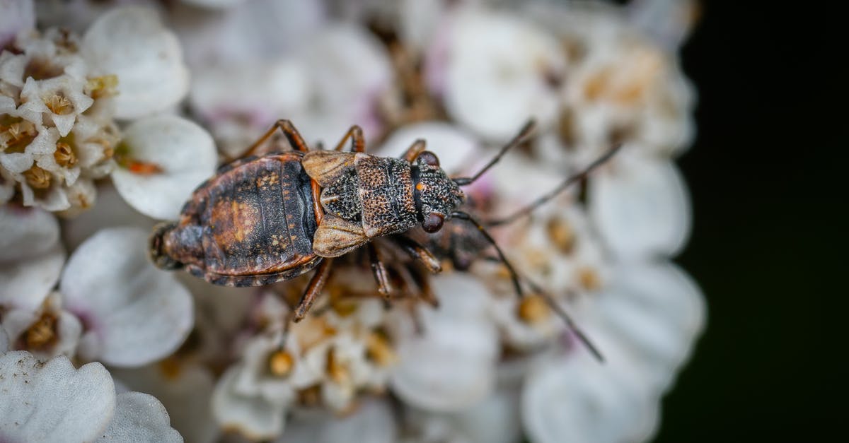 Fix bug in Siwa - Close Up Photo of an Insect