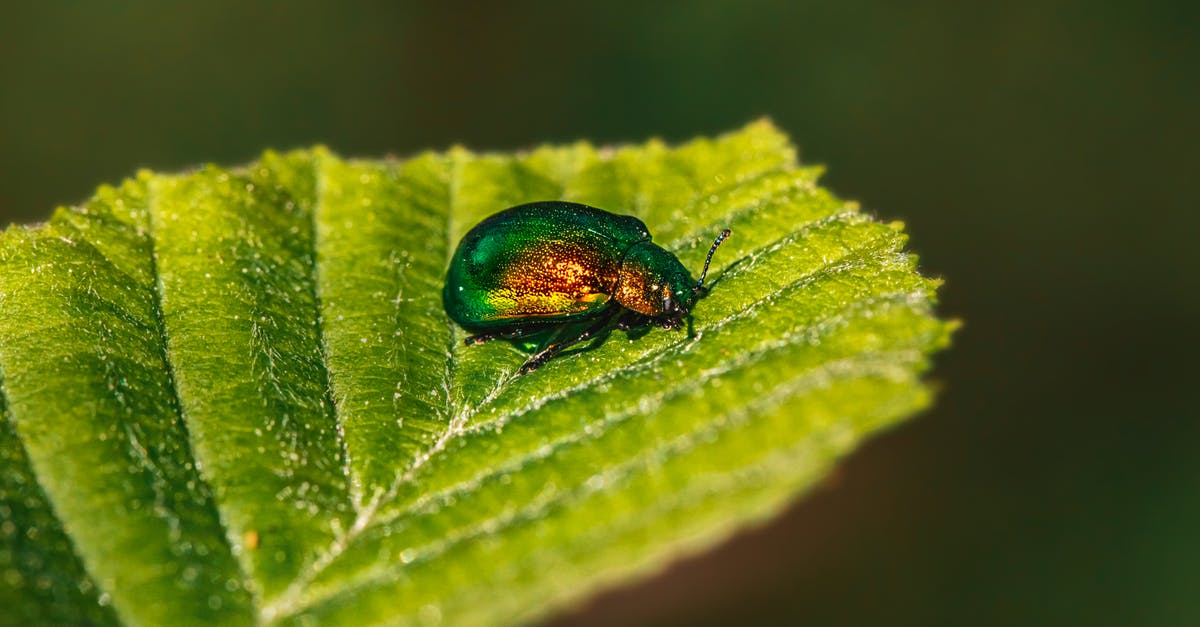 Fix bug in Siwa - Green Beetle on Green Leaf in Macro Photography