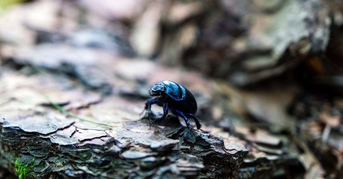 Fix bug in Siwa - Blue Beetle on Brown Wood