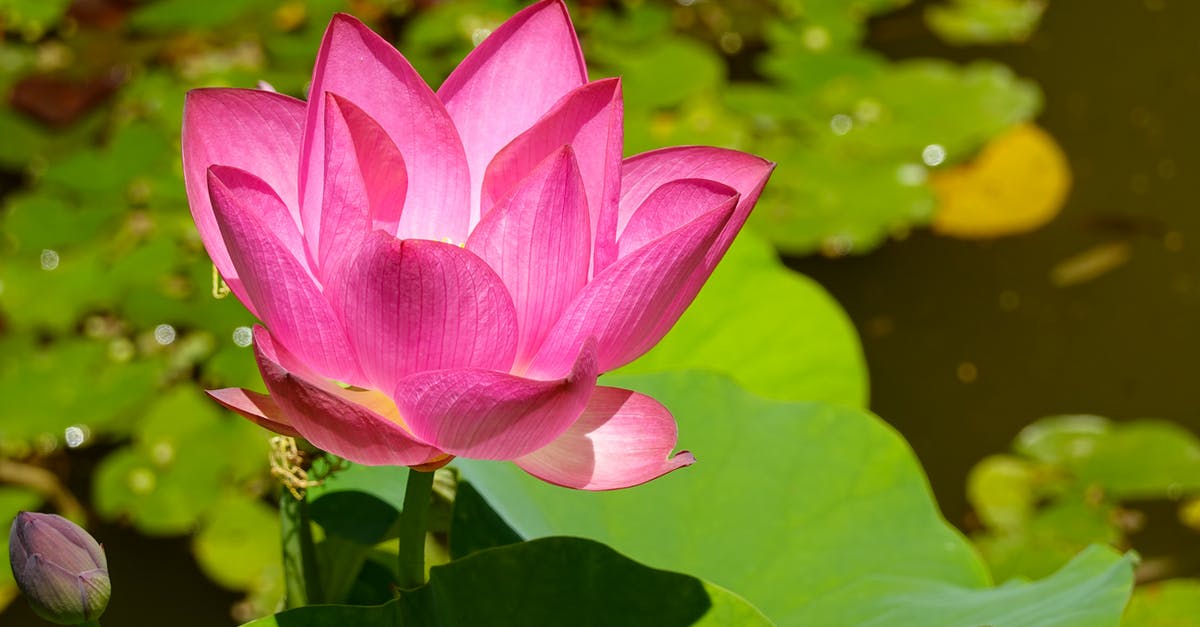 Floating Watcher + Spreading Madness probabilities? - Free stock photo of country, farm, flowers