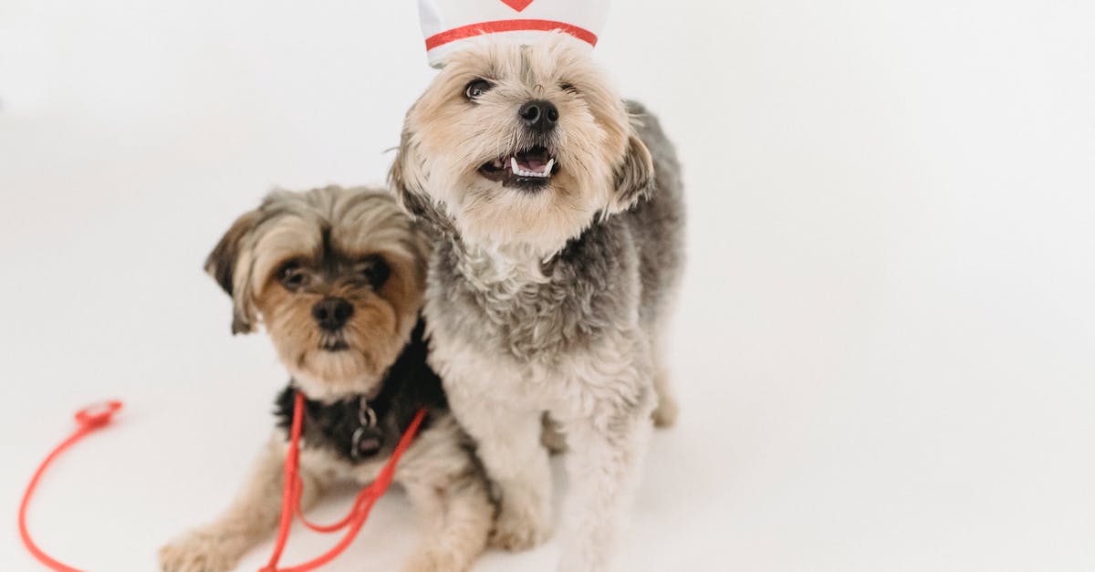 Friendly battle card level cap - Adorable fluffy purebred dogs with medical equipment playing on white background of studio