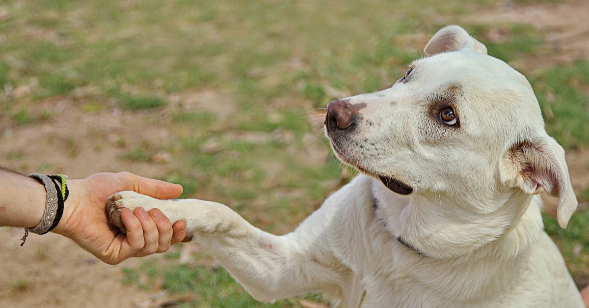 /give command in 1.5.2 - Dog giving paw to anonymous person