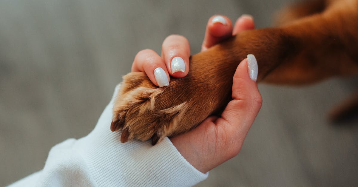 /give command in 1.5.2 - Unrecognizable woman holding paw of dog