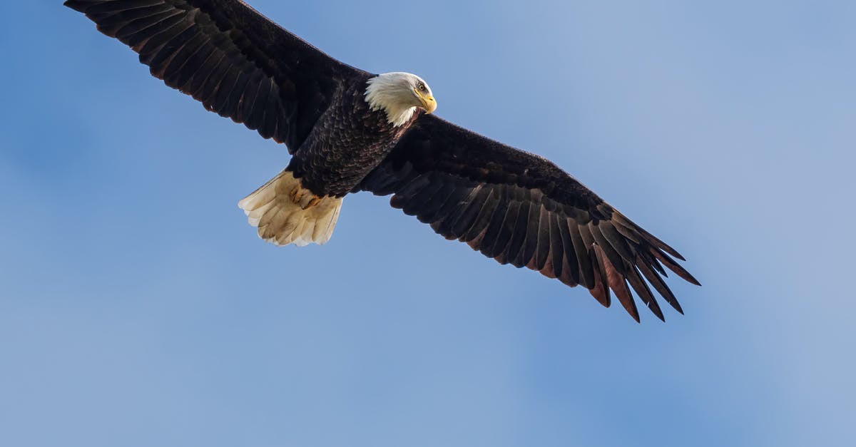 Great Chaos Fireball from Chancellor Wellager - Wild eagle soaring in blue skies