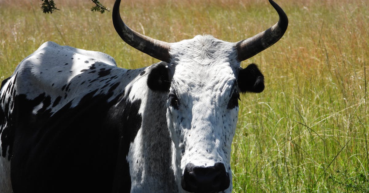 HoMM 3 Horn of the Abyss - White and Black Cow on Green Grass Field