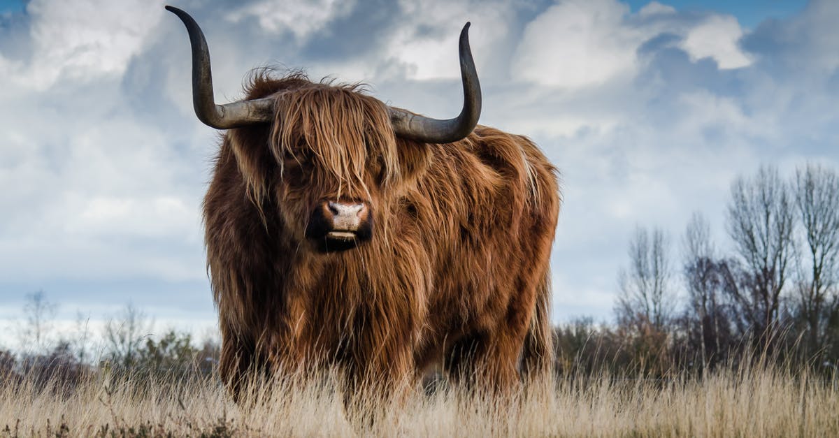 HoMM 3 Horn of the Abyss - Brown Bull on Green Glass Field Under Grey and Blue Cloudy Sky