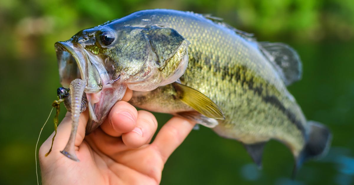 How can I catch a Pokemon underwater? - Person Holding Silver and Yellow Fish