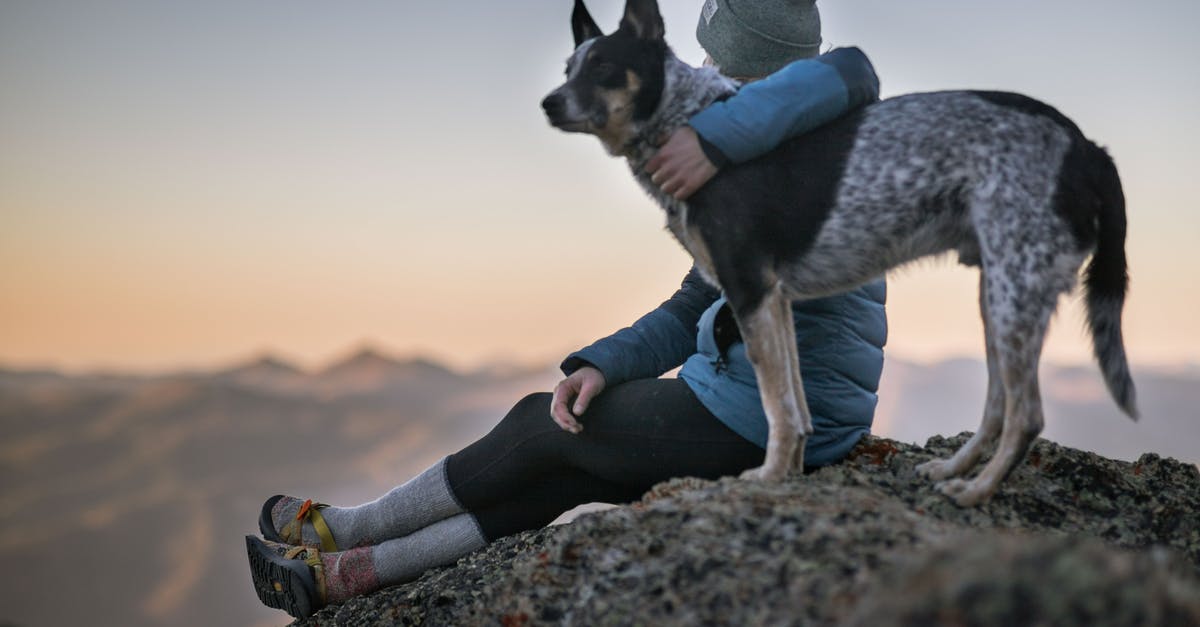 How can I confine my pet rock mole? - Photo of Person Holding Black And White Dog