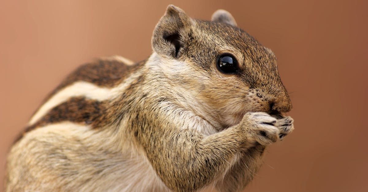 How can I keep baby dinosaurs alive? - Brown and Gray Squirrel