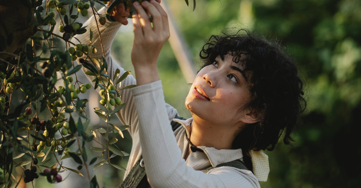 How can I pick up items? - Ethnic farmer picking olives from tree on plantation