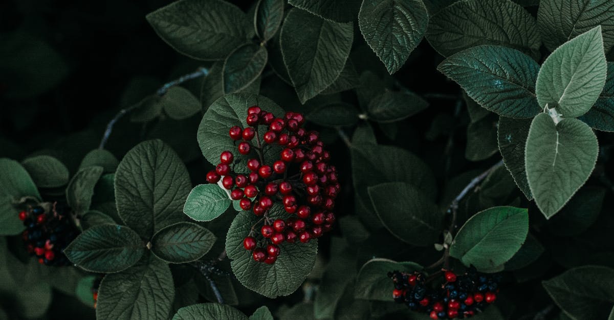 How can I speed up the growth of Berries in Pokémon Platinum? - Green Leafed Plant Against Black Background