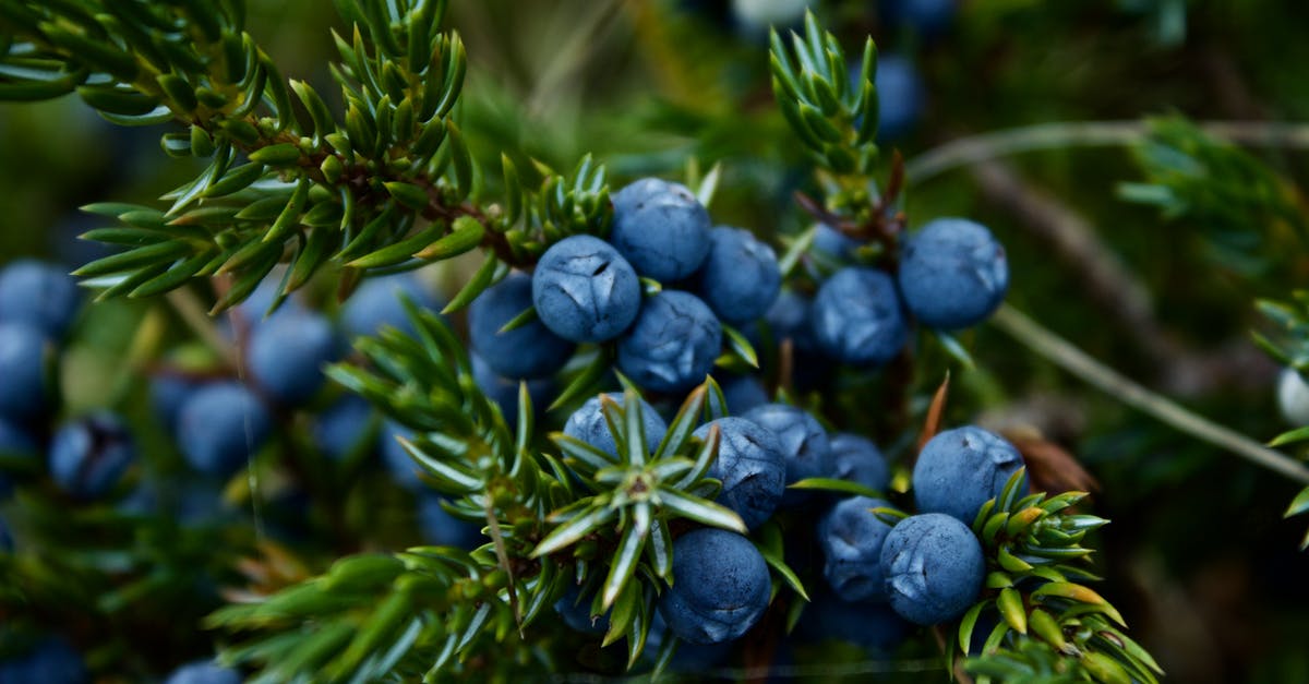 How can I speed up the growth of Berries in Pokémon Platinum? - Close-Up Photo of Blueberries