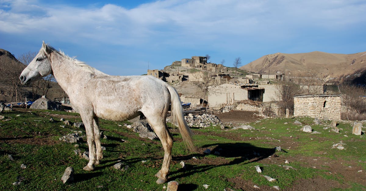 How do I copy/paste a command on mac? - White Horse Eating Grass on Green Grass Field