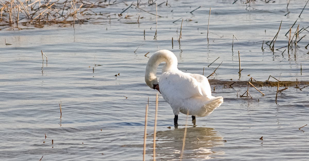 How do I do a swan dive? - White Swan on Water