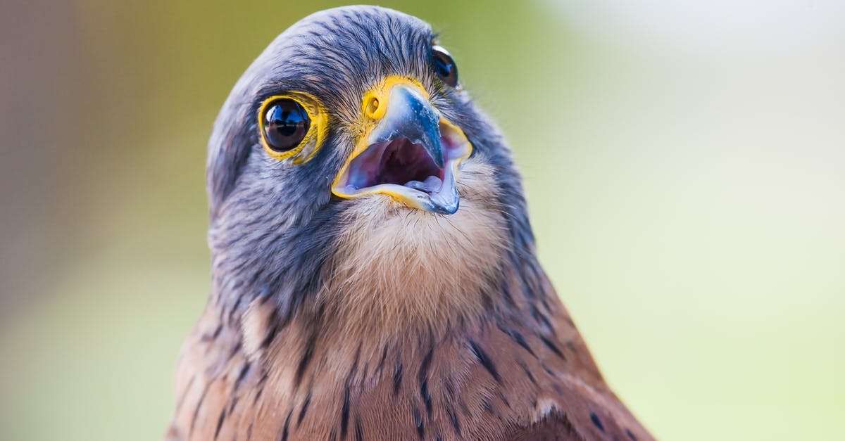 How do I Falcon Punch? - Portrait Photo of Brown and Gray Bird