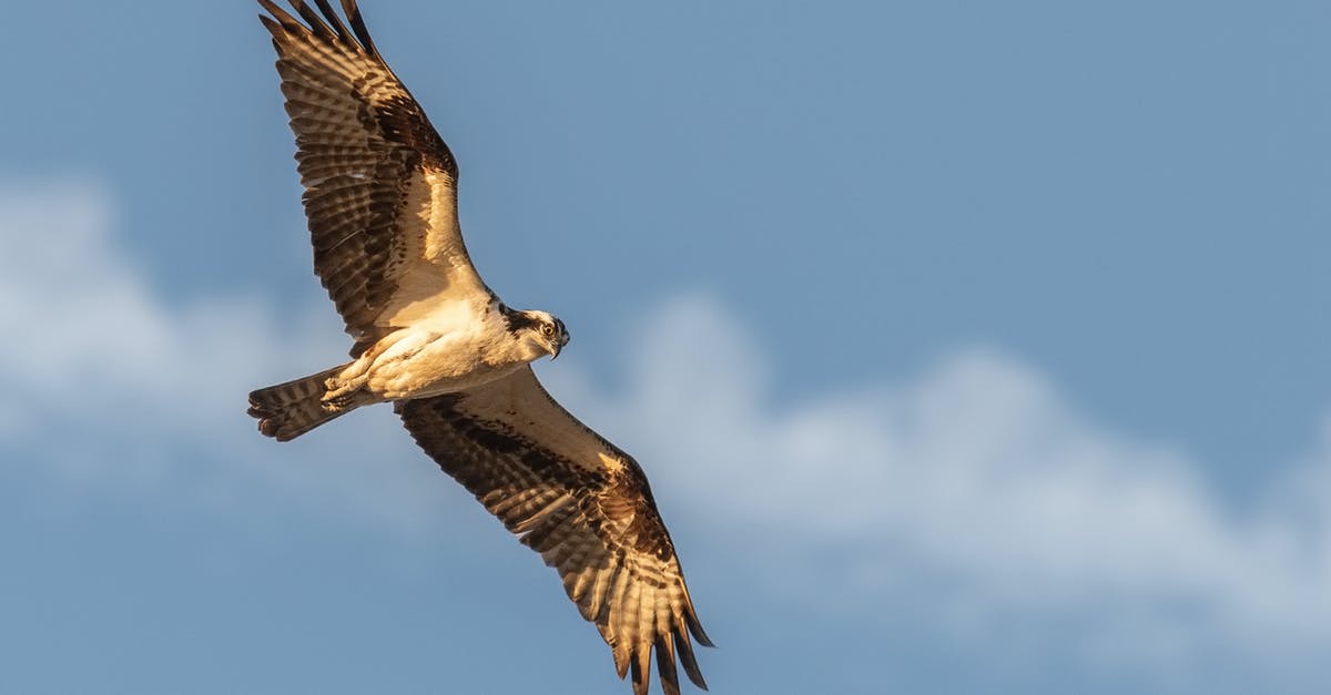 How do I Falcon Punch? - Selective Photography of Flying Black Falcon