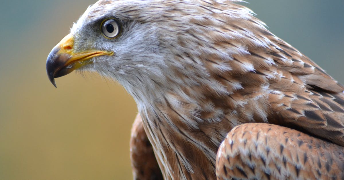 How do I Falcon Punch? - White and Brown Eagle