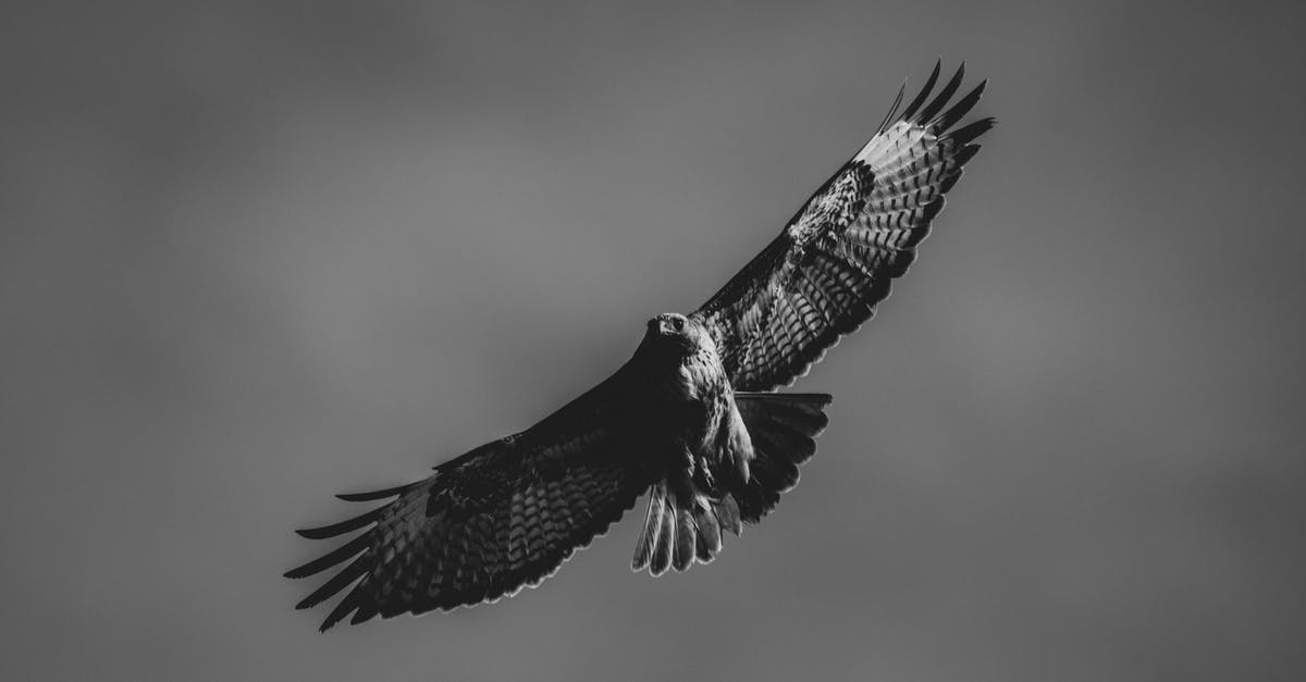 How do I Falcon Punch? - Monochrome Photo of Flying Falcon