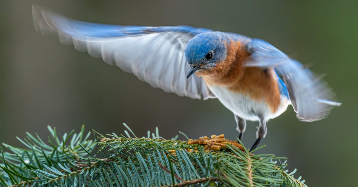 How Do I Finish The Last Mission? - Colorful male specie of eastern bluebird starting flight