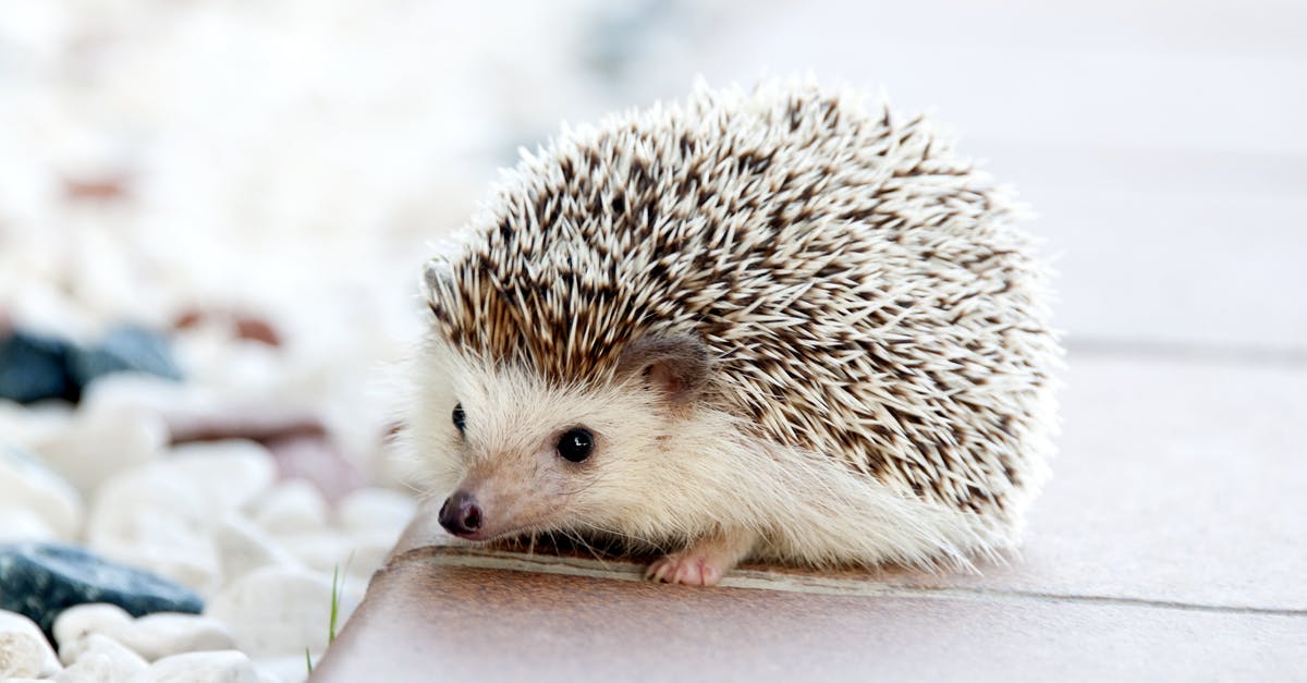 How do I get by the spinning spikes in Knight Fever? - Shallow Photo of Hedgehog