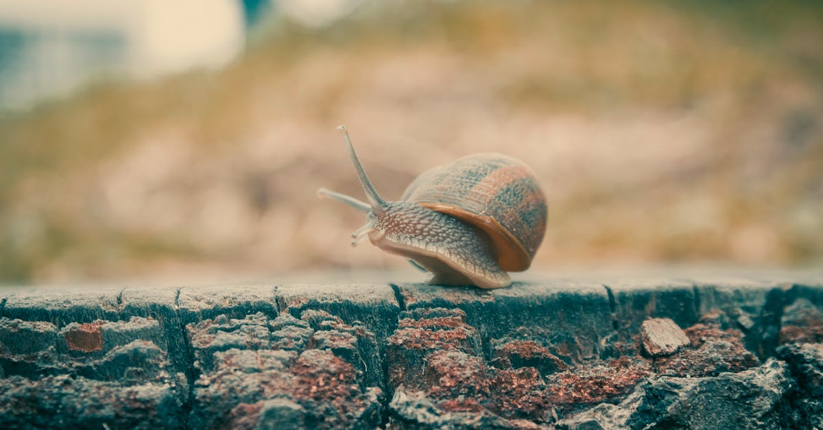 How do I get merchant chest without moving through walls? - Brown Snail on Gray Concrete Surface