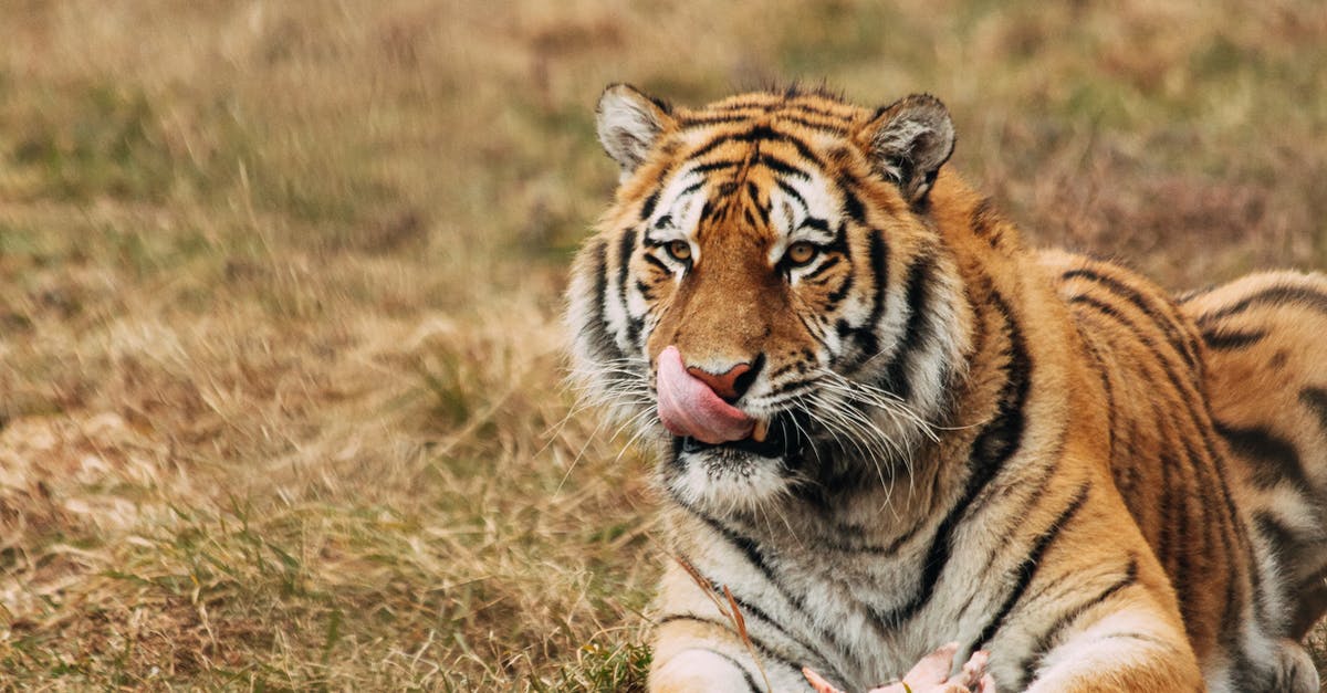 How do i get out of Dead Kings? - Tiger licking muzzle while resting on grass in zoo