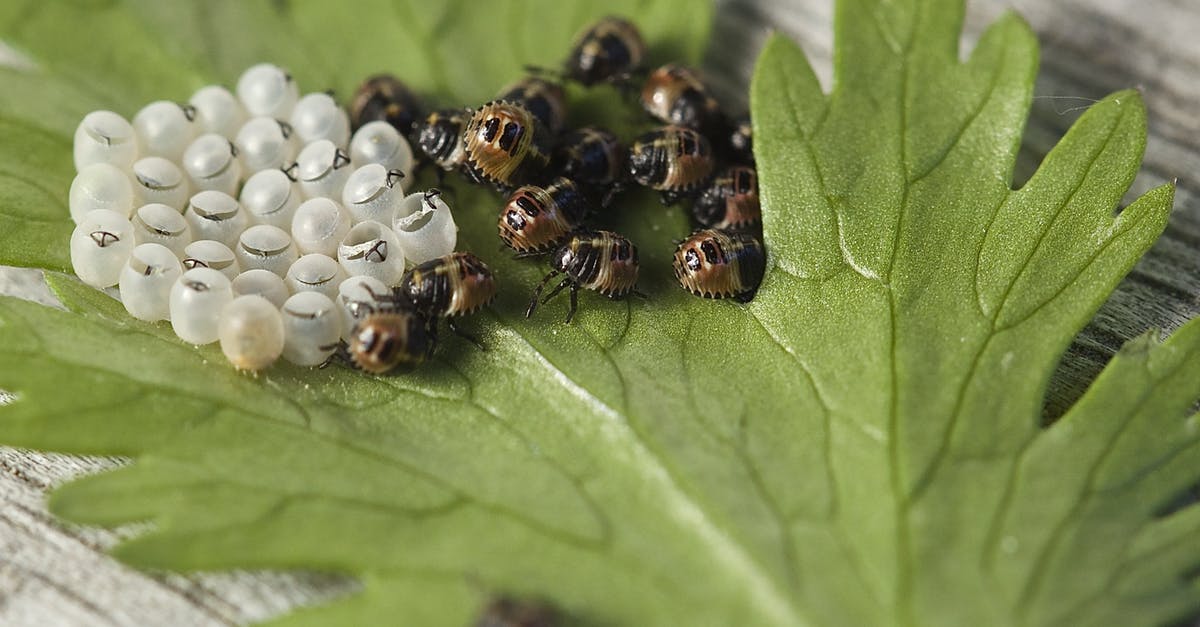 How do I hatch a Tallbird egg? - Black and Brown Insect