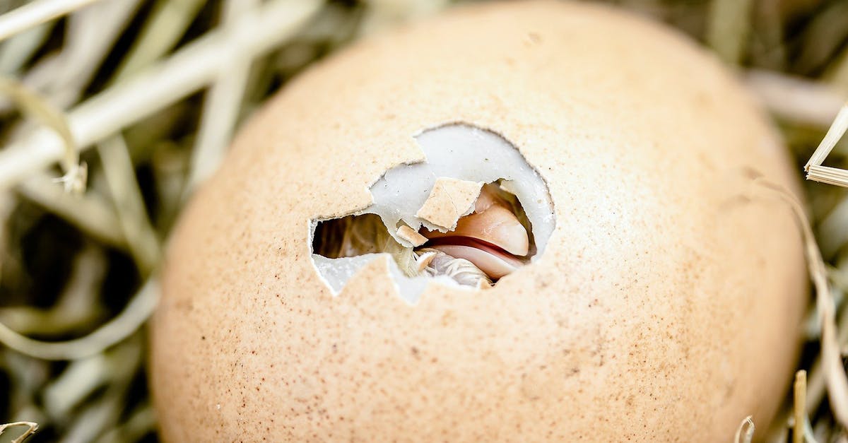 How do I hatch a Tallbird egg? - kleines schlüpfendes Küken