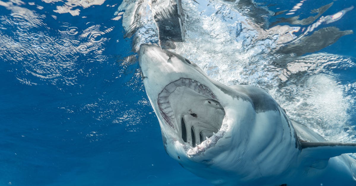 How do I hunt most effectively? - Dangerous shark with sharp teeth hunting in clean transparent water of vast blue ocean