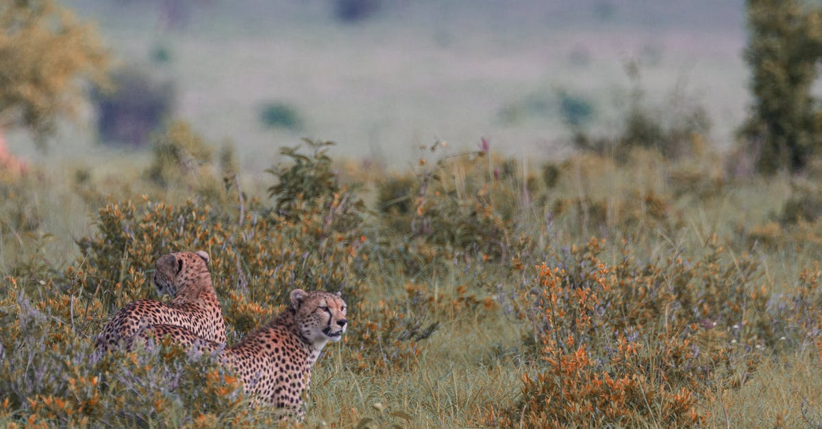 How do I hunt most effectively? - Graceful wild leopards on grassy savanna