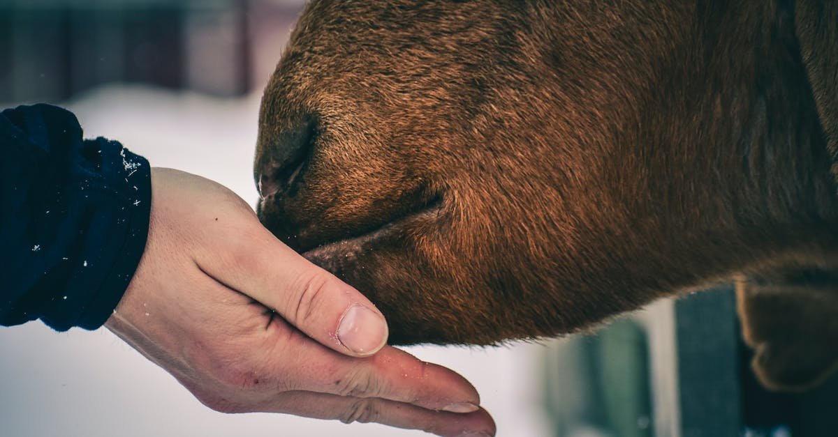How do I know when a cow or goat is ready to be milked? - Man feeding brown cow with hand How do I know when a cow or goat is ready to be milked? - Man feeding brown cow with hand