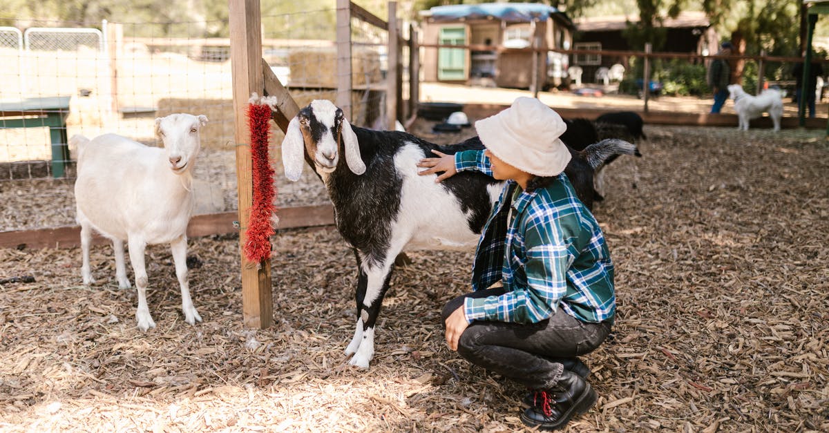 How do I know when a cow or goat is ready to be milked? - Free stock photo of adult, agriculture, animal How do I know when a cow or goat is ready to be milked? - Free stock photo of adult, agriculture, animal