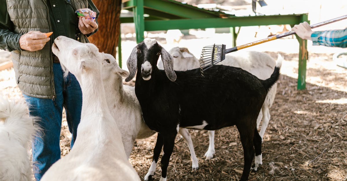 How do I know when a cow or goat is ready to be milked? - Free stock photo of agriculture, animal, barn How do I know when a cow or goat is ready to be milked? - Free stock photo of agriculture, animal, barn