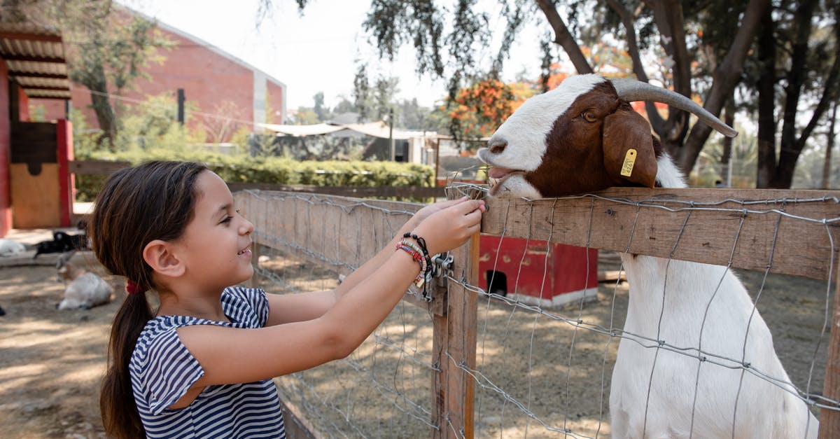 How do I know when a cow or goat is ready to be milked? - Free stock photo of animal, barn, cattle How do I know when a cow or goat is ready to be milked? - Free stock photo of animal, barn, cattle