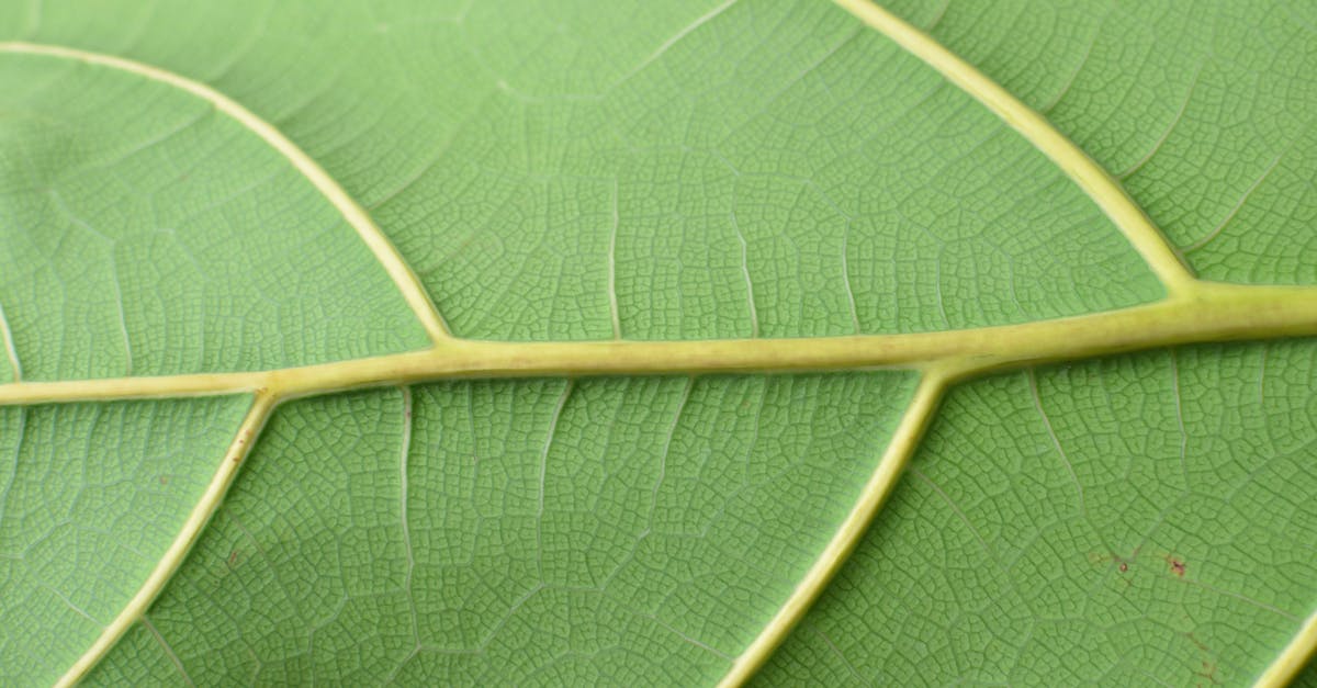 How do I leave a clan - Textured surface of green leaf with veins