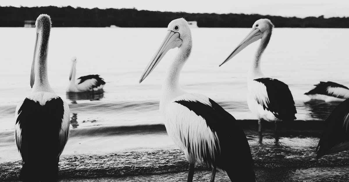 How do I make captured large fish swim around in an area filled with water in Starbound? - Grayscale Photo of Pelicans on Beach