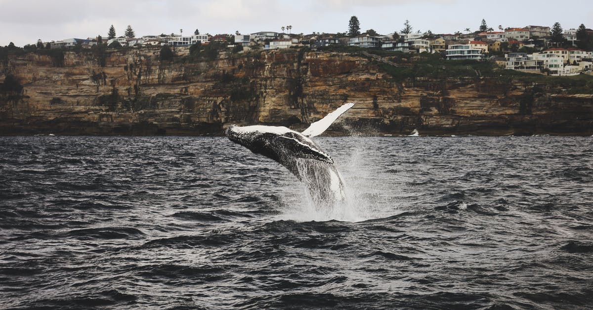 How do I move from settlement to settlement to another? - Scenery of carefree strong humpback whale jumping out of seawater near shore and small coastal settlement