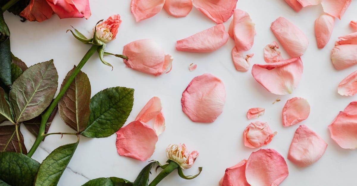 How do I not die from lasers? - Top view of scattered fresh petals of roses and few stems on smooth white surface