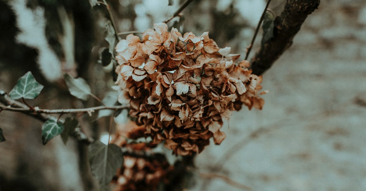 How do I not die from lasers? - Branch with dried flower petals