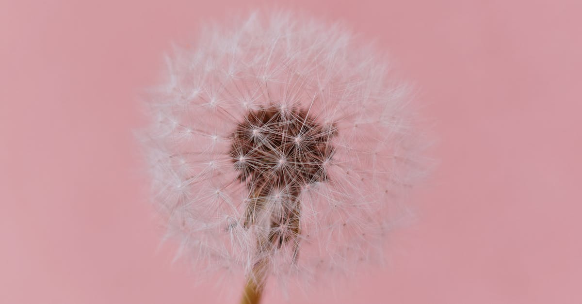 How do I plant seeds in Terraria mobile? - Close-up Photo Dandelion Against Pink Background