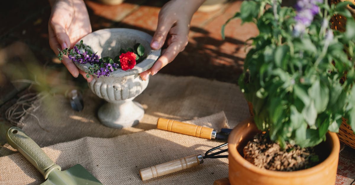 How do I take the bomb flower to Dodongo's Cave? - Gardener with ceramic vase of blooming branches