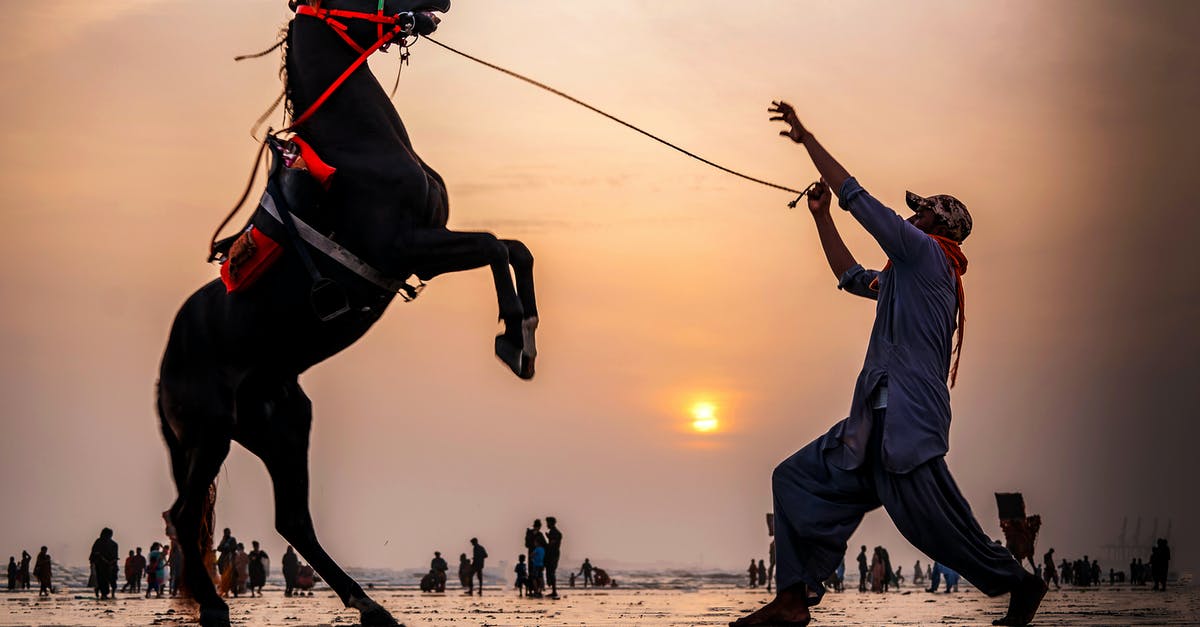 How do I tame a zombie horse? - Side view of adult man taming bucking horse equipped with harness and saddle  against people walking along wet sea beach at sunset