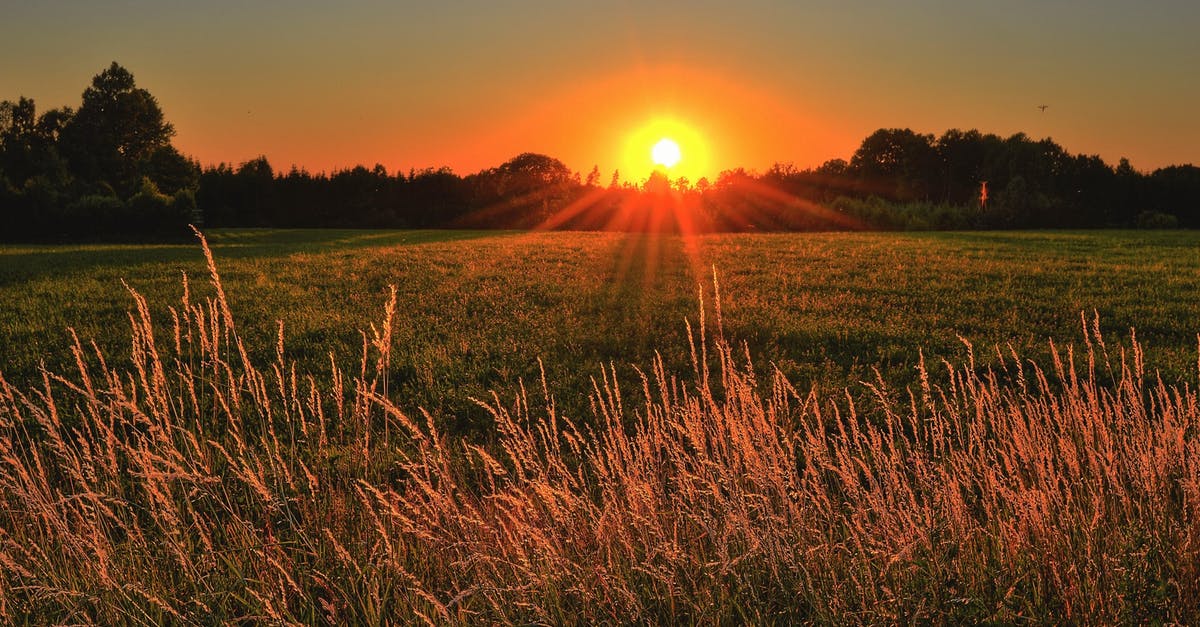 How do I view my XP / level progression? - Brown and Green Grass Field during Sunset