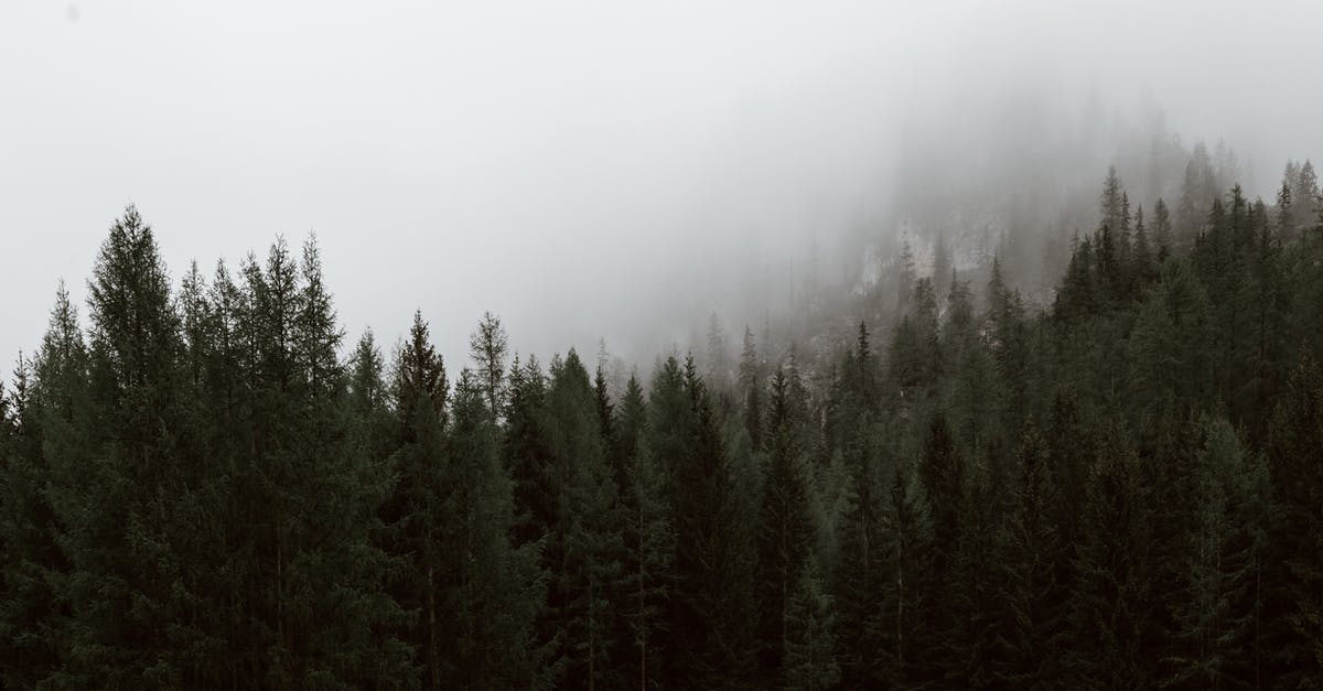 How do I view Mystery Files? - Mysterious lush fir forest growing on hill slope against thick fog on cold winter day