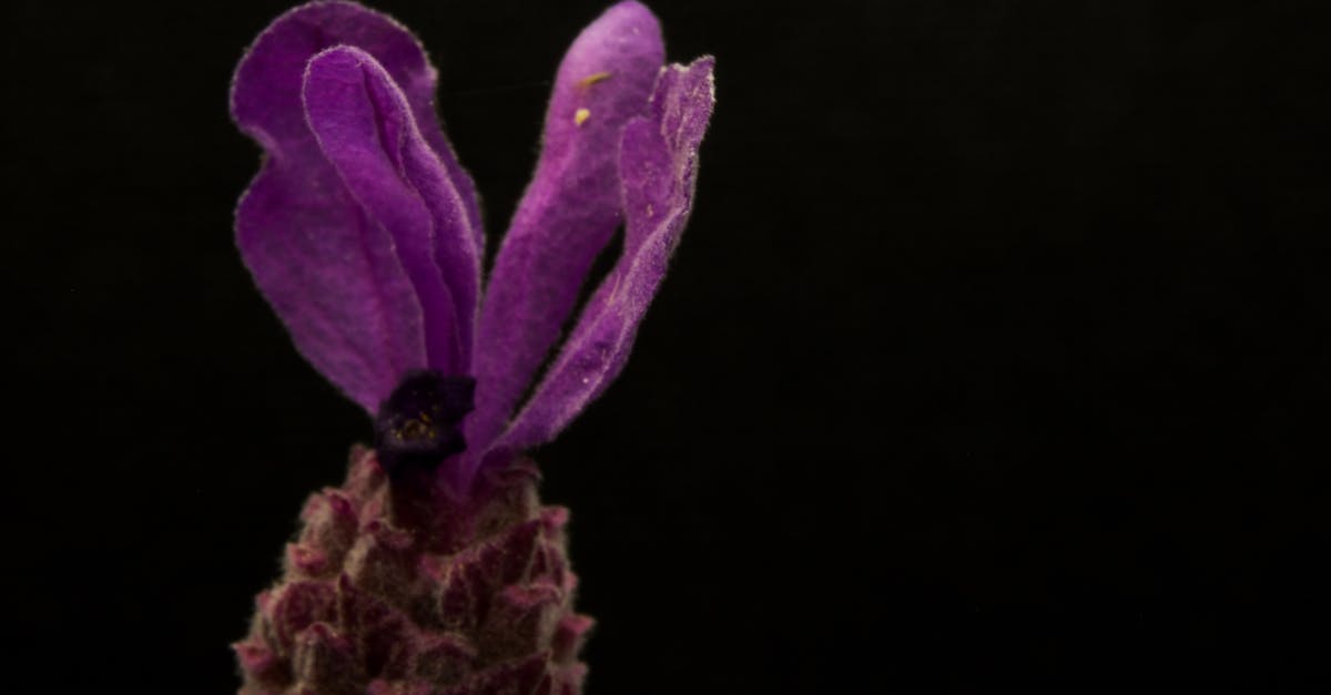 How do players find the more intricate secrets in the Dark Souls series? - Purple Flower With Black Background How do players find the more intricate secrets in the Dark Souls series? - Purple Flower With Black Background