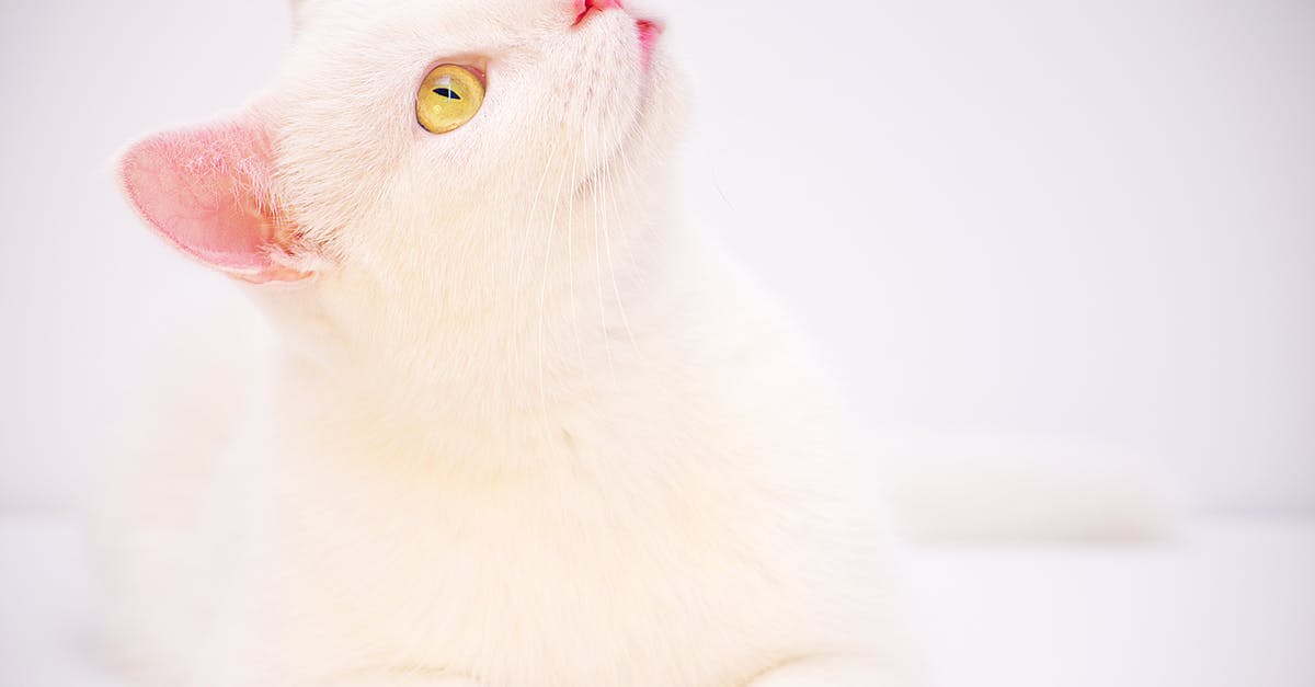 How do you attract different cats? - Odd-eyed White Cat