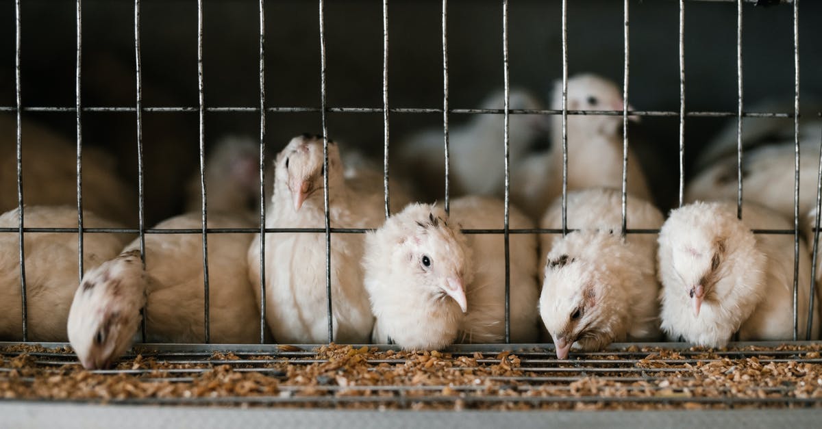 How do you feed a chicken in Mine Blocks? - Cute white feathered quails eating from feeding system through cage at poultry farm