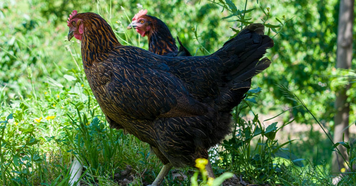 How do you feed a chicken in Mine Blocks? - Side view chickens with dark brown feathers walking on lush sunny meadow in countryside