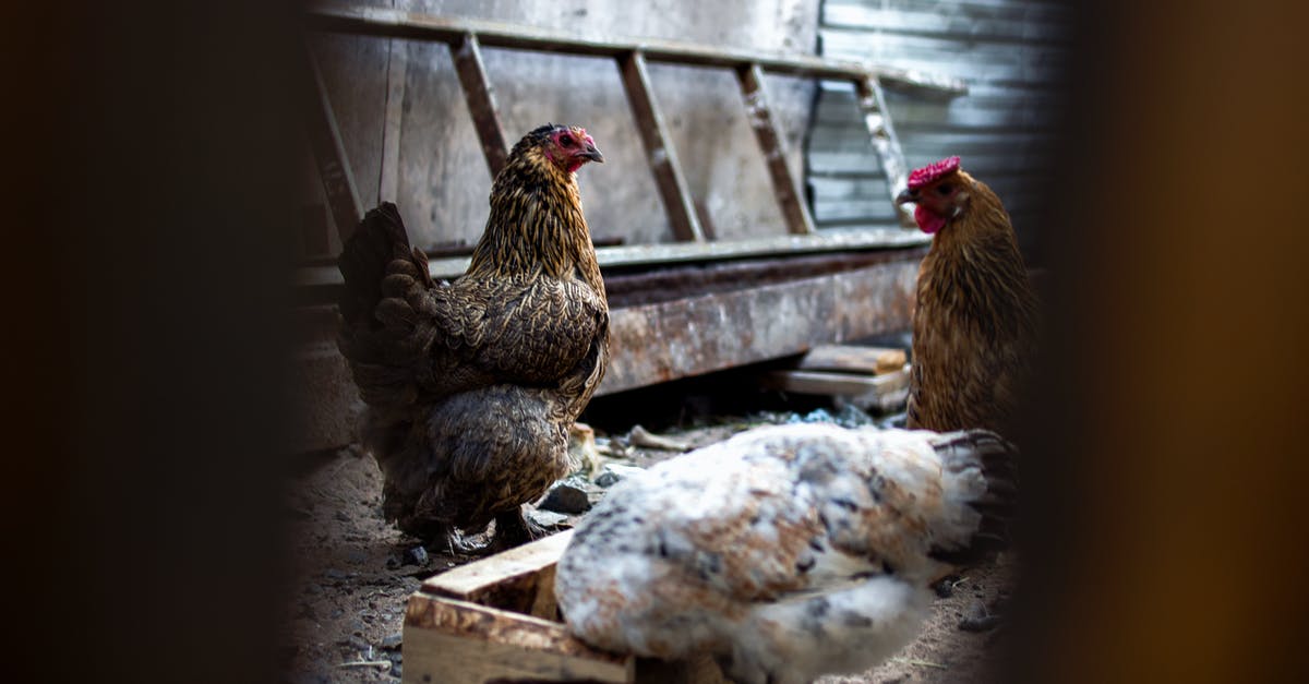 How do you feed a chicken in Mine Blocks? - Various graceful hen walking on dry shabby surface and feeding in chicken coop on farm in daylight